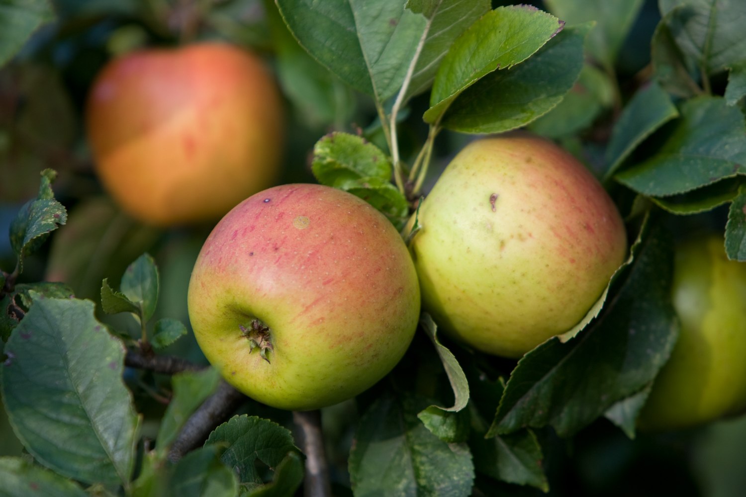 Apfel am Baum